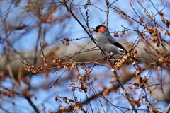 アキニレにウソ