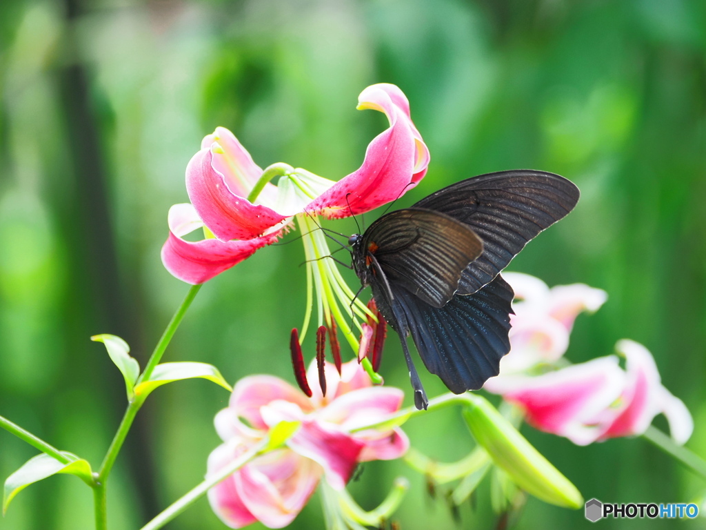 鹿の子百合にナガサキアゲハ