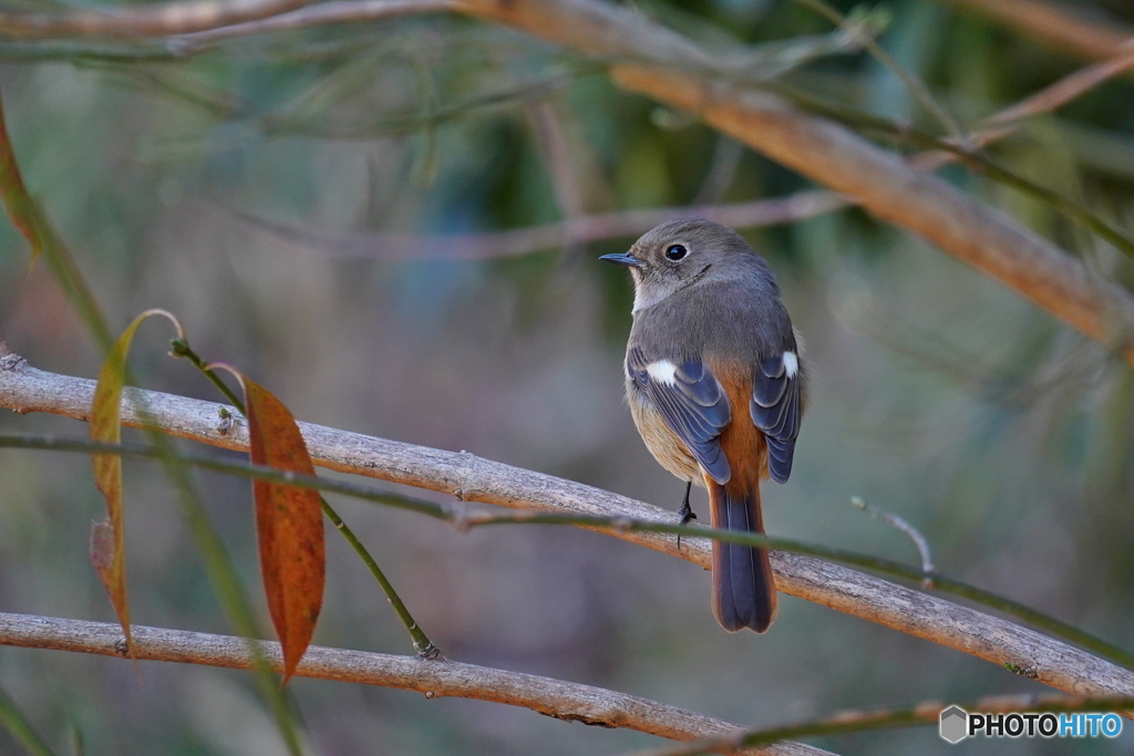 愛しのジョビ子ちゃん