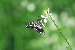 ガウラとアゲハチョウ