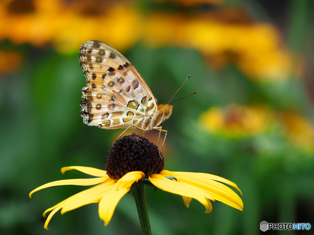 ルドベキアにツマグロヒョウモン
