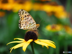 ルドベキアにツマグロヒョウモン