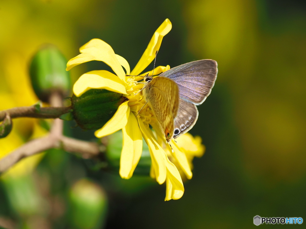 ツワブキにウラナミシジミ