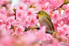 春色