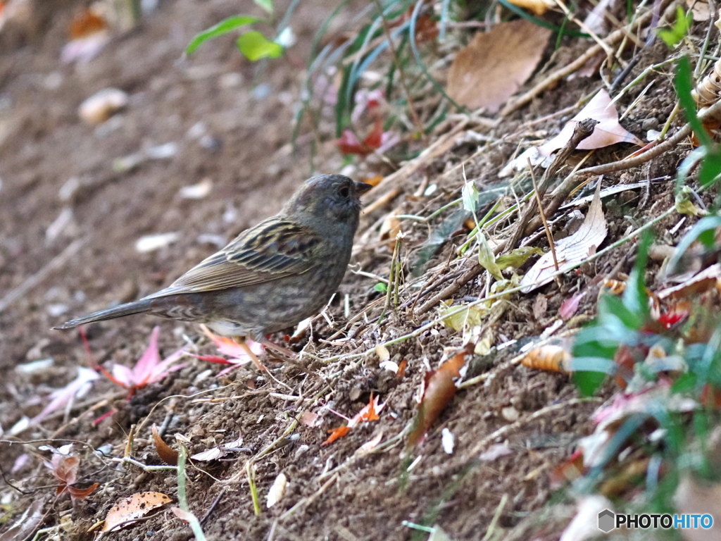 今期初撮りクロジ