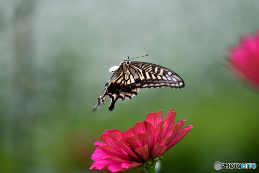 アゲハチョウ舞う