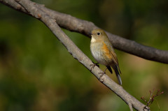 鳥たちとの会話