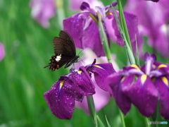 花菖蒲にて