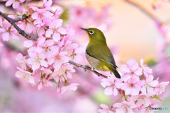 河津桜にメジロ