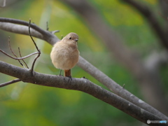 春の兆し