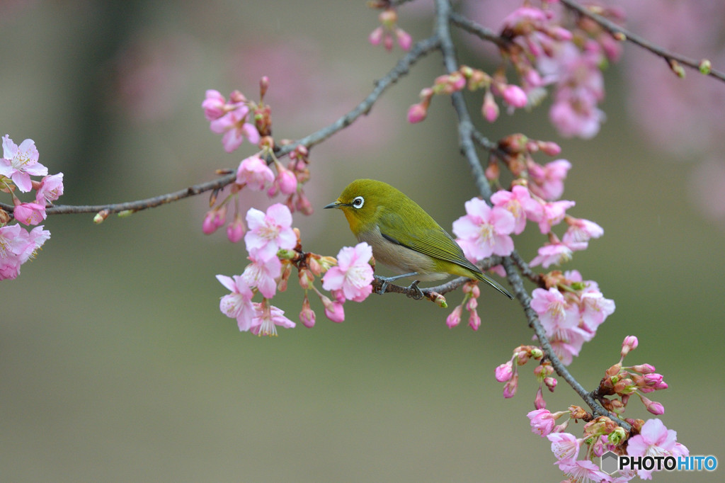 河津桜にメジロ
