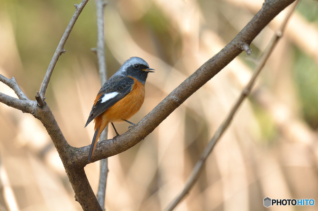 あの日の想い出Ⅱ