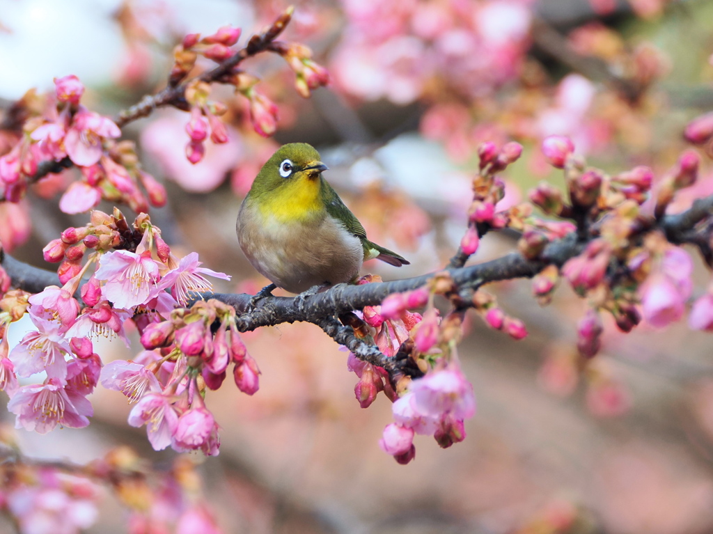 春近し