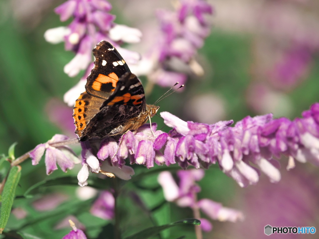 立冬の穏やかな日