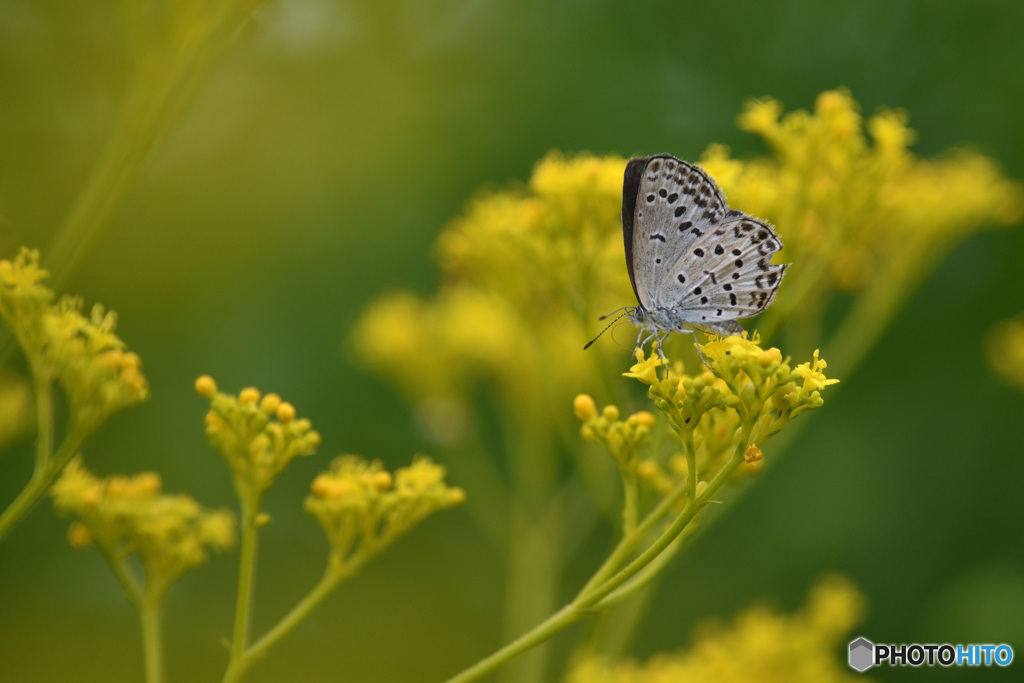 オミナエシにヤマトシジミ