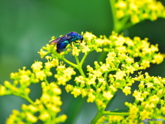 幸せ運ぶ青い蜂