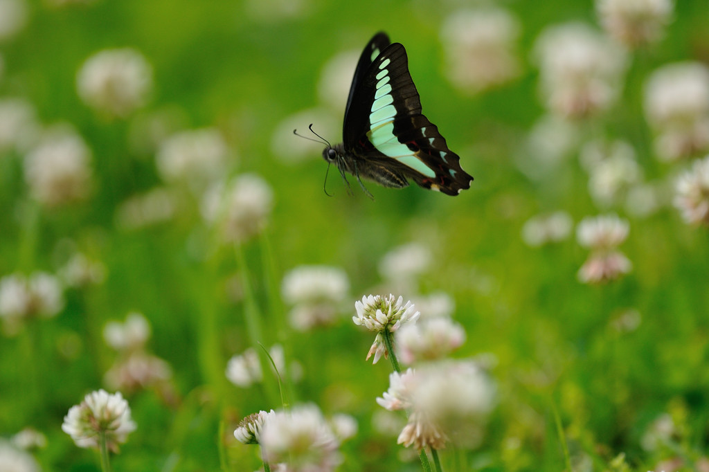 シロツメクサに舞う