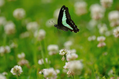 シロツメクサに舞う