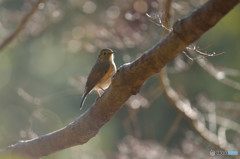 冬の日差しを浴びて