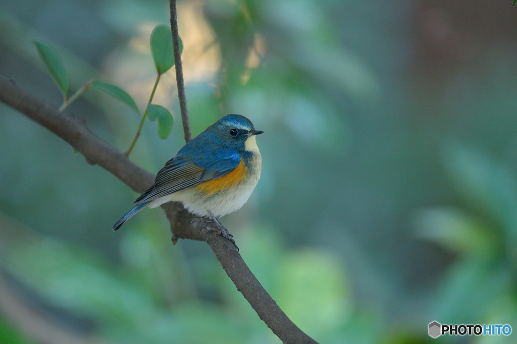 瑠璃色の貴公子