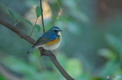 瑠璃色の貴公子