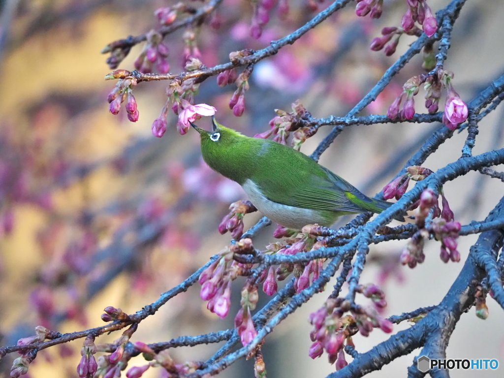 河津桜にメジロ
