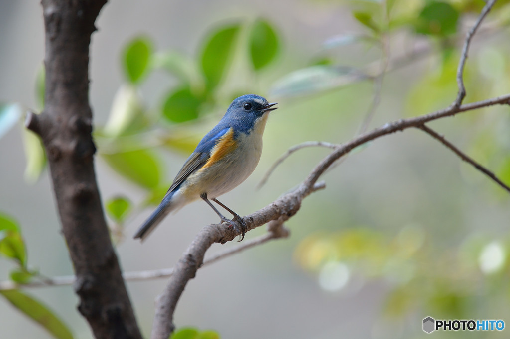 さえずり　～ルリビタキ～