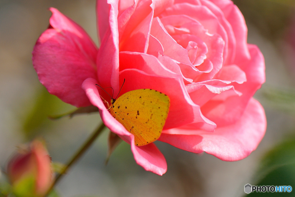 バラの花で