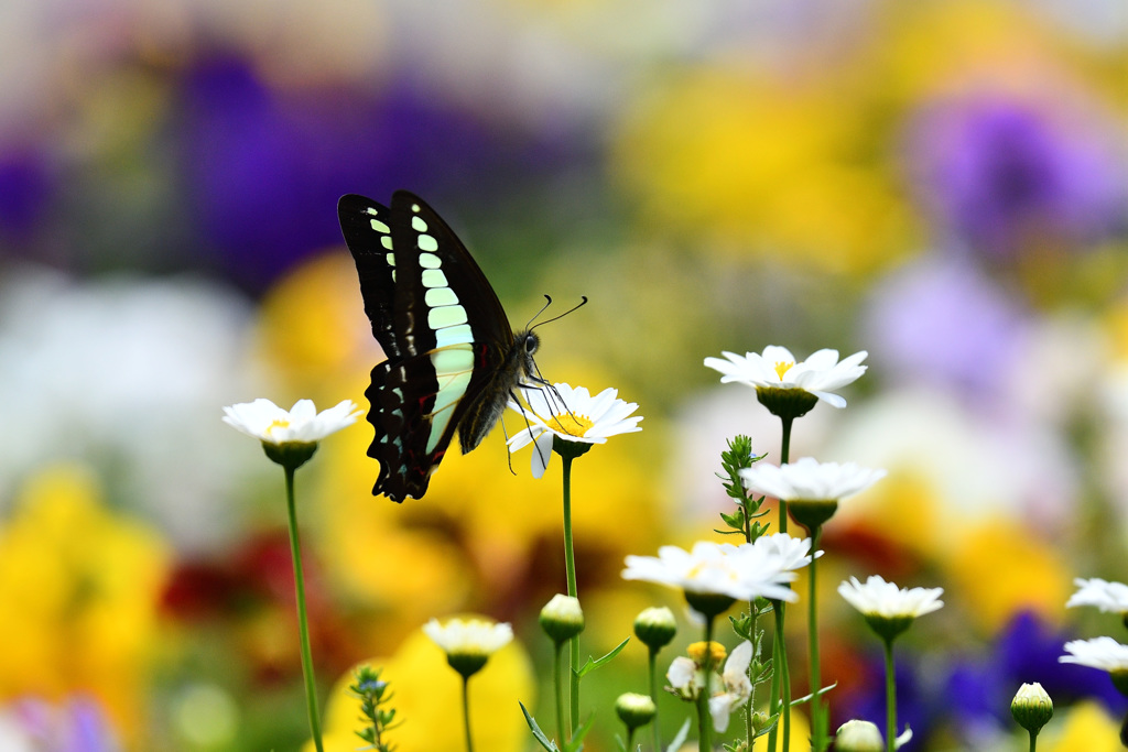パステルカラーに包まれて