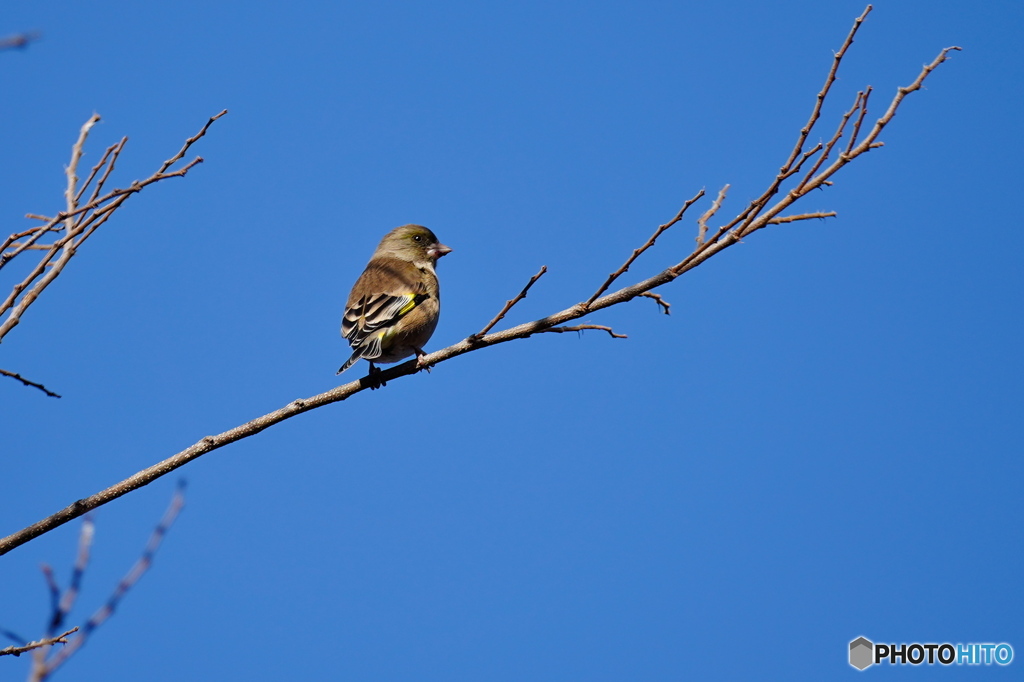 青空をバックに