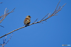 青空をバックに