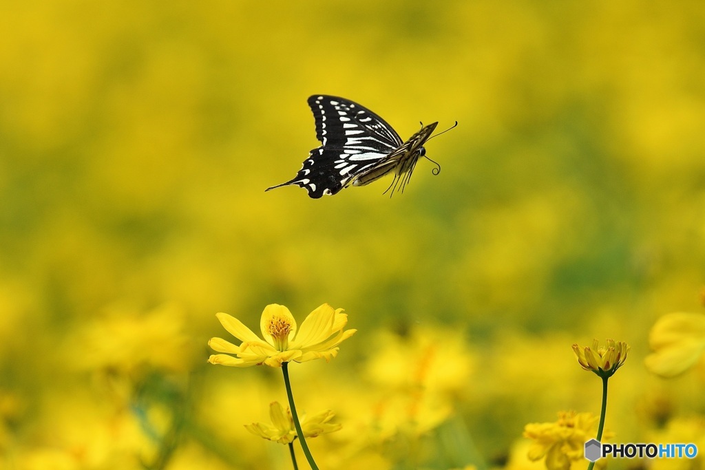 fly away