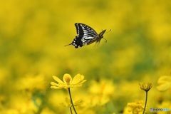 fly away
