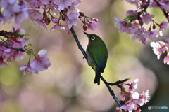 春めく