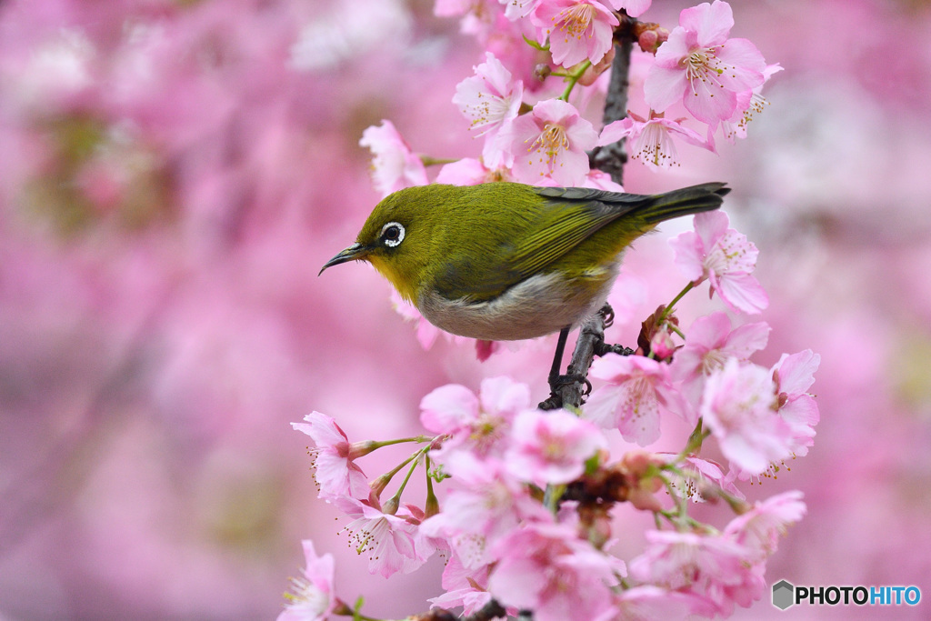 春本番