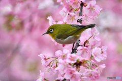 春本番