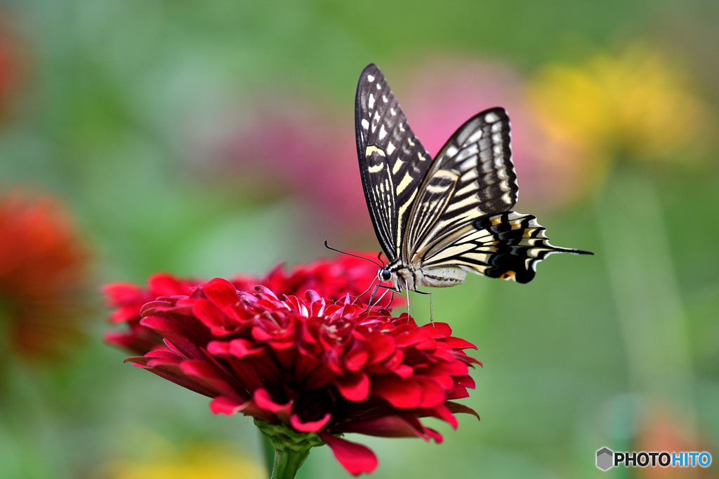 ジニアとアゲハチョウ