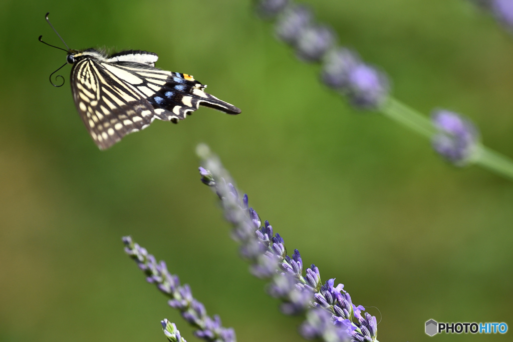 アゲハチョウの飛翔