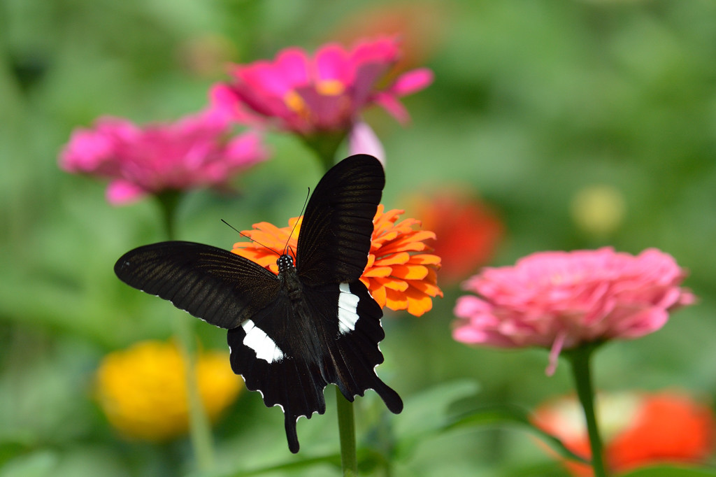 甘い香りに誘われて