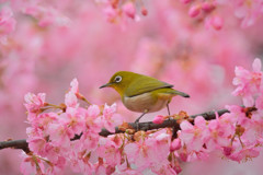 春の気配