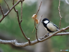 シジュウカラ