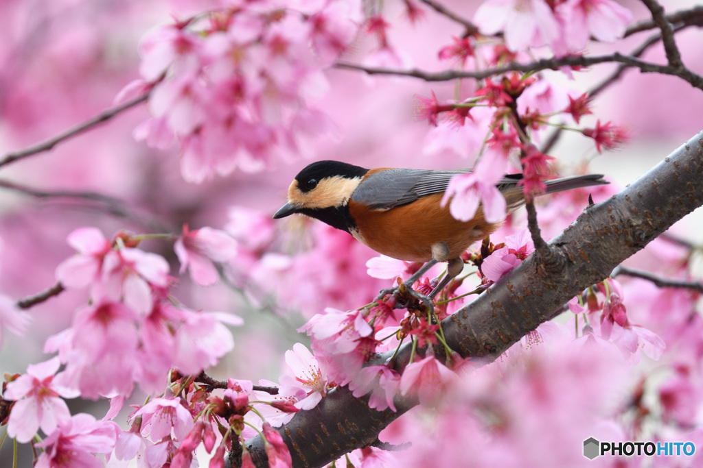 雅桜にヤマガラ