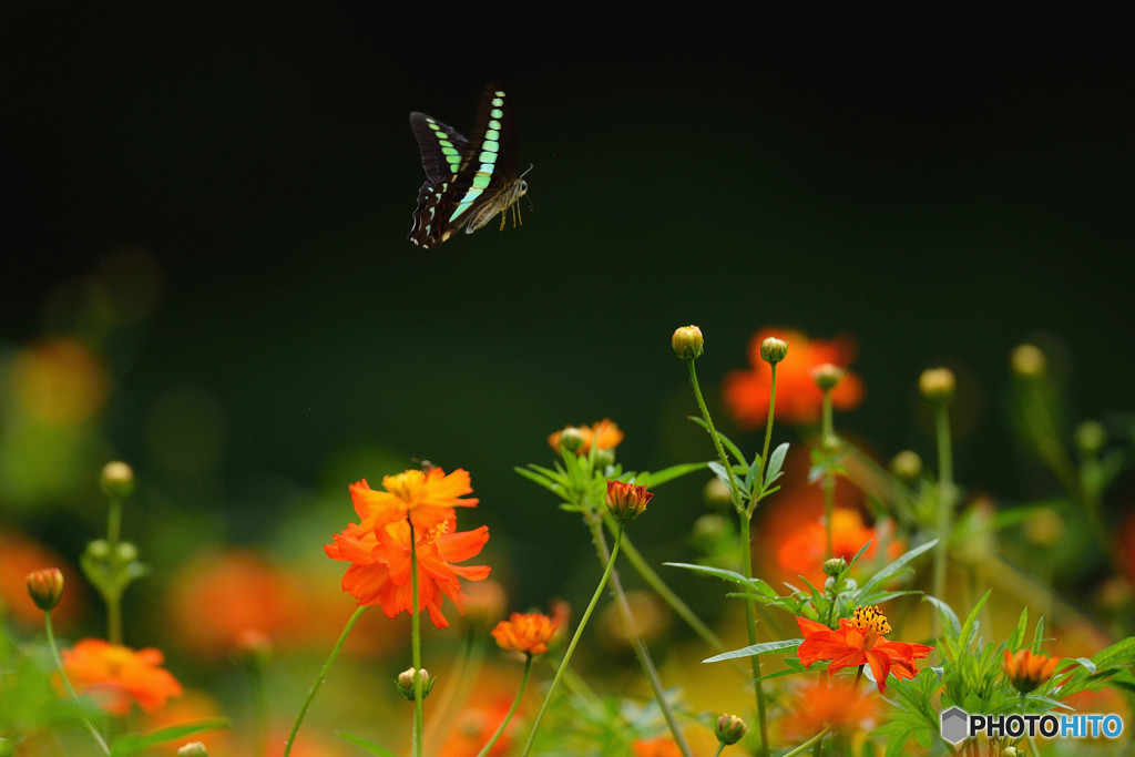 キバナコスモスに舞う