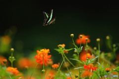 キバナコスモスに舞う