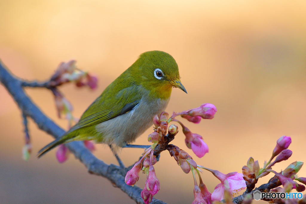 春めく