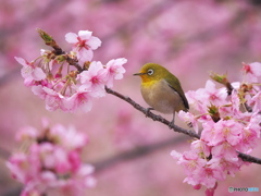 早春賦