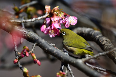 春の息吹