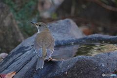 水場のシロハラ