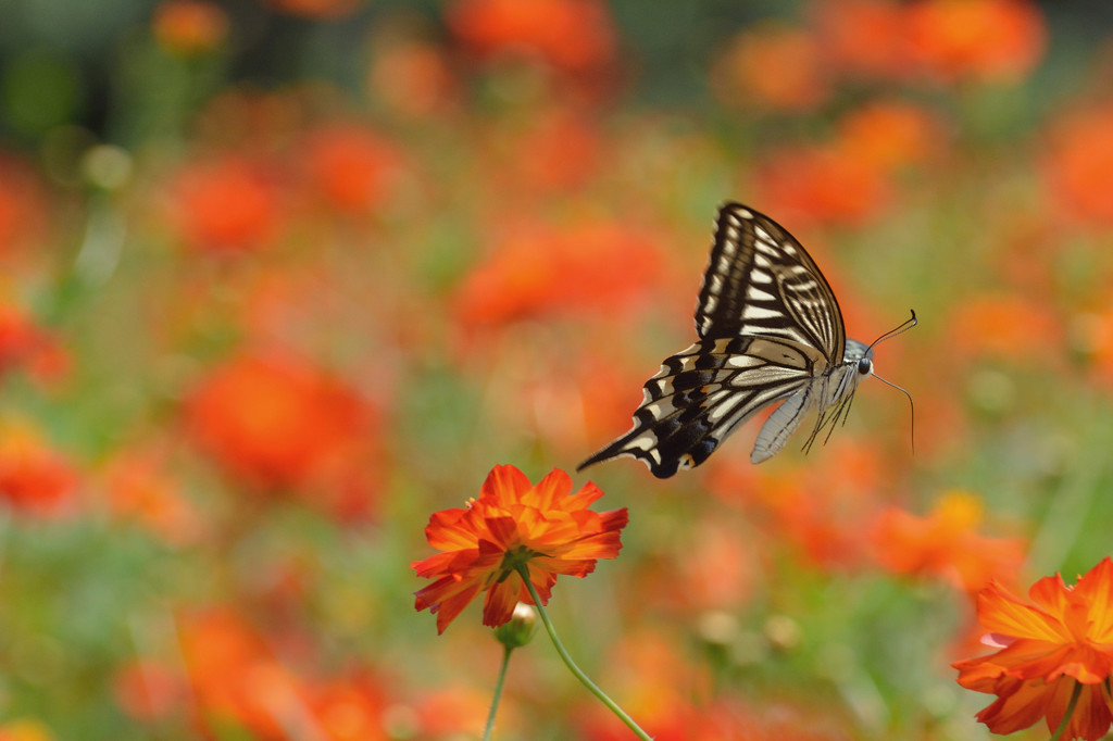 キバナコスモス畑で