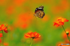 ツマグロヒョウモンの飛翔